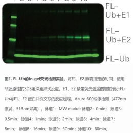 In-gel荧光检测技术的介绍及其在泛素化蛋白互作中的应用