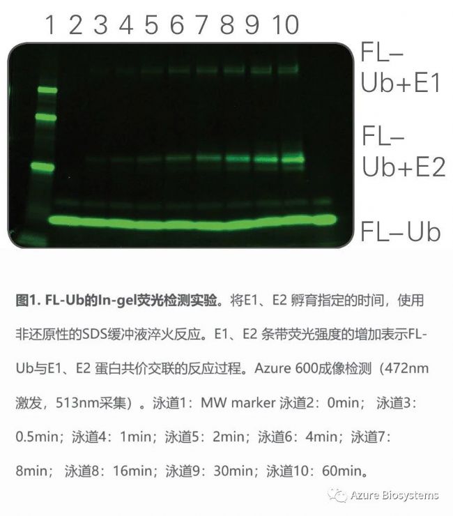 In-gel荧光检测技术的介绍及其在泛素化蛋白互作中的应用