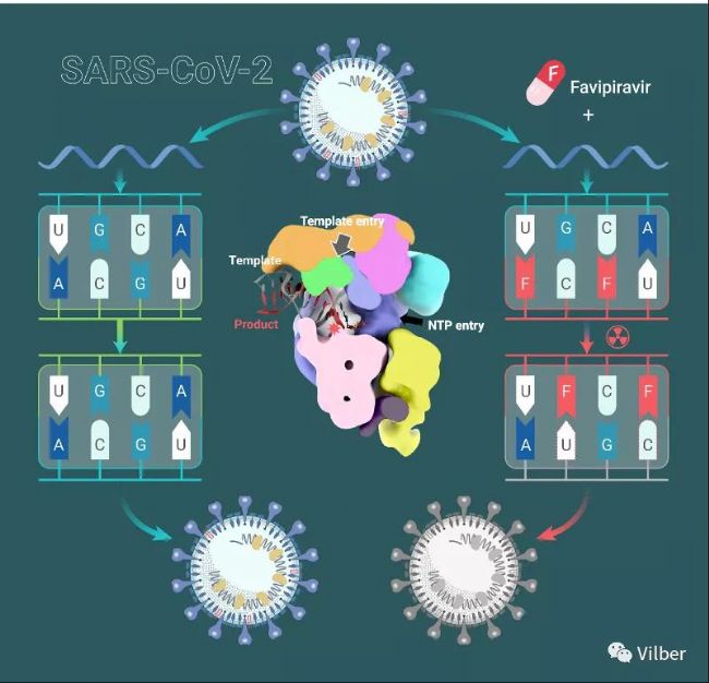 新冠研究 | 法匹拉韦抑制新冠病毒复制的机制